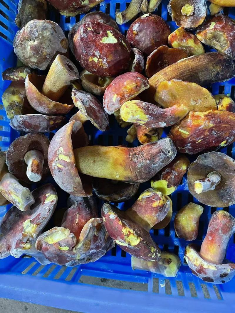 云南冰冻水红葱菌产地货源大量批发速冻水红葱牛肝菌