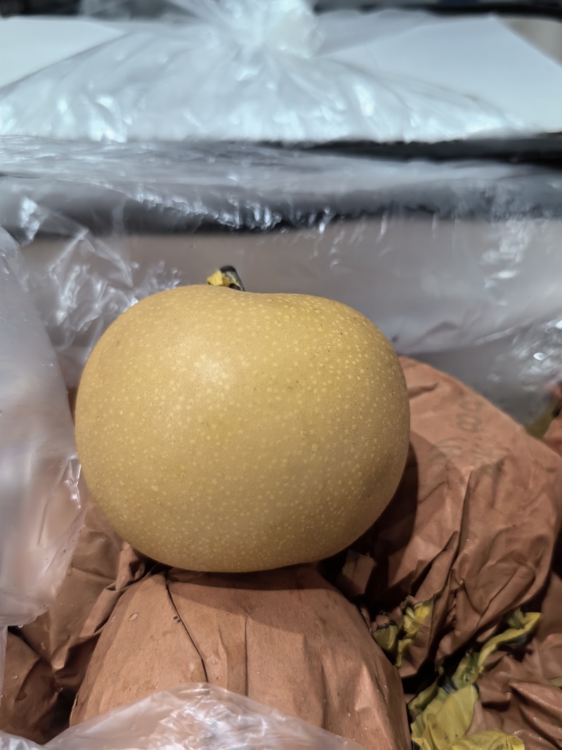 秋月梨纸袋秋月梨冷库梨电商货市场货