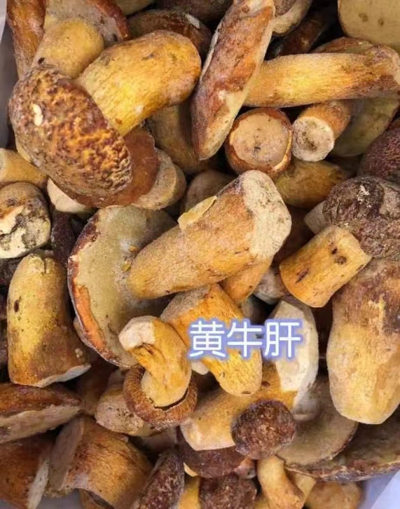 云南冰冻黄牛肝菌菌产地货源大量批发