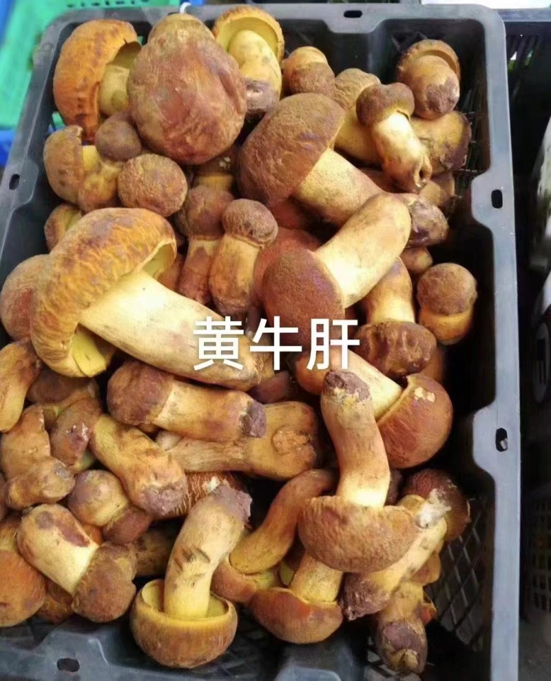 云南冰冻黄牛肝菌菌产地货源大量批发