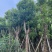 香樟树25-30分