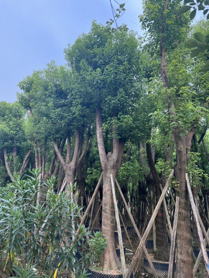 香樟树25-30分