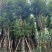 香樟树25-30分