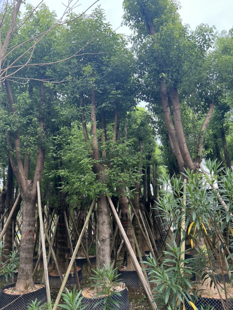 香樟树25-30分