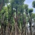 香樟树25-30分