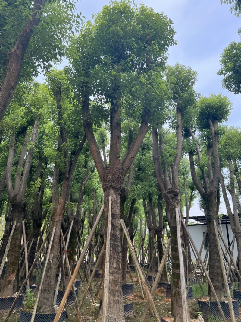 香樟树25-30分