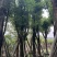 香樟树25-30分