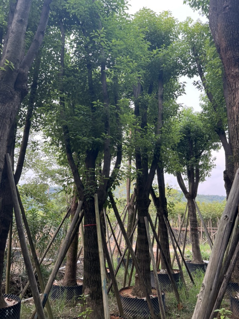 香樟树25-30分