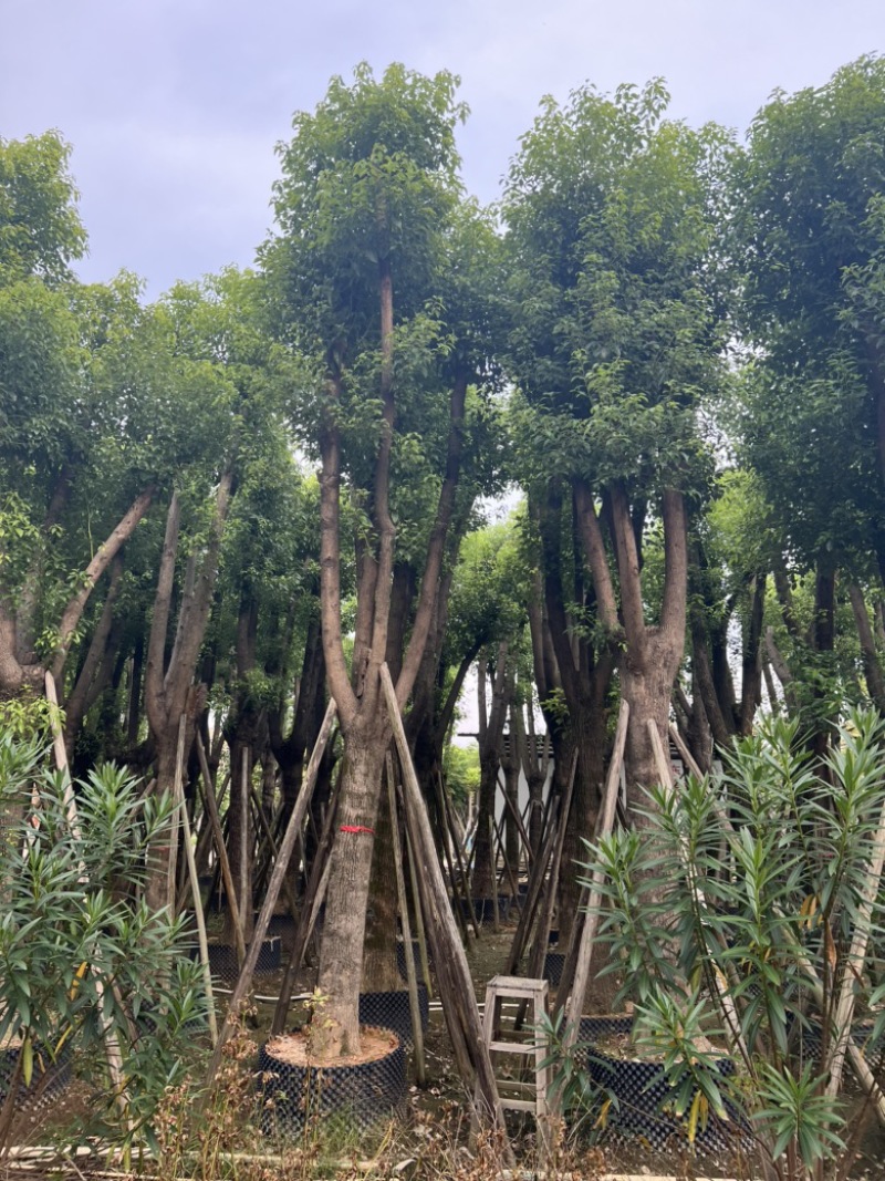 香樟树25-30分