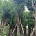 香樟树25-30分