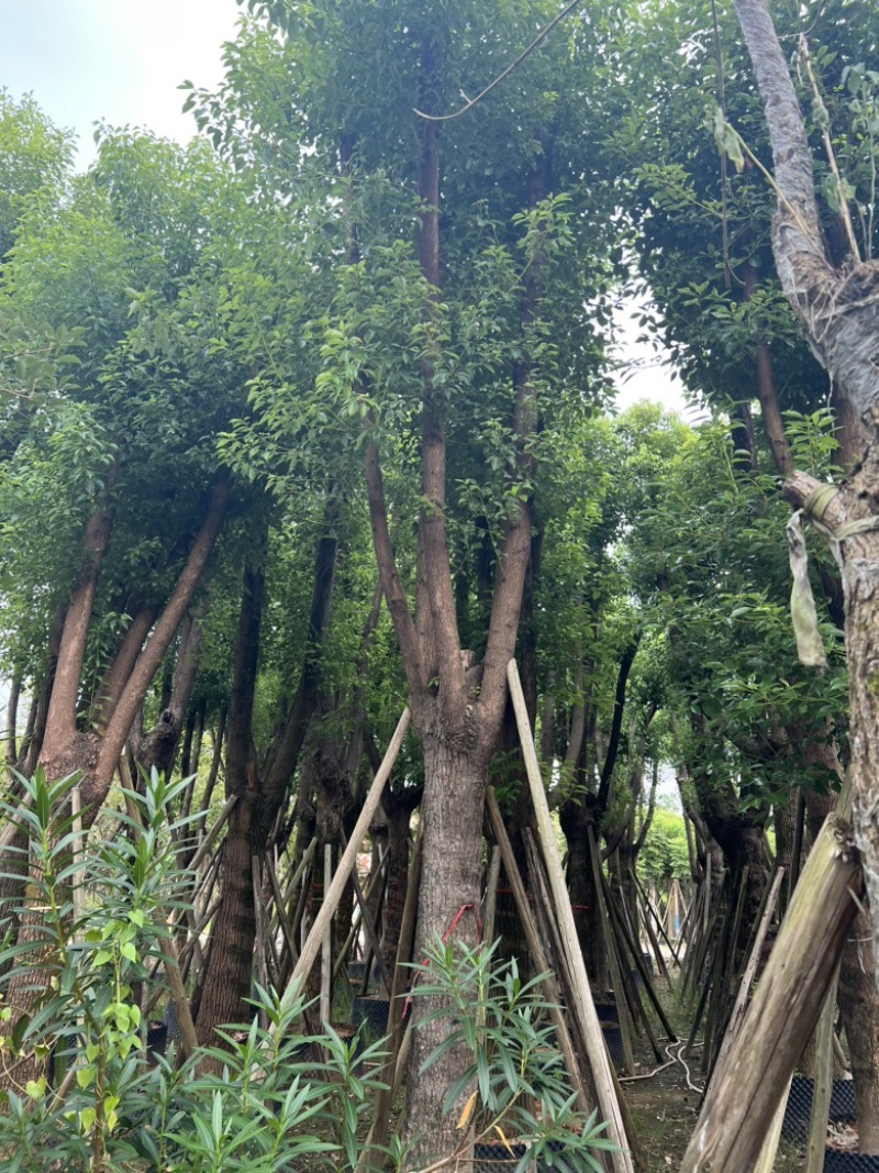 香樟树25-30分