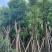 香樟树25-30分