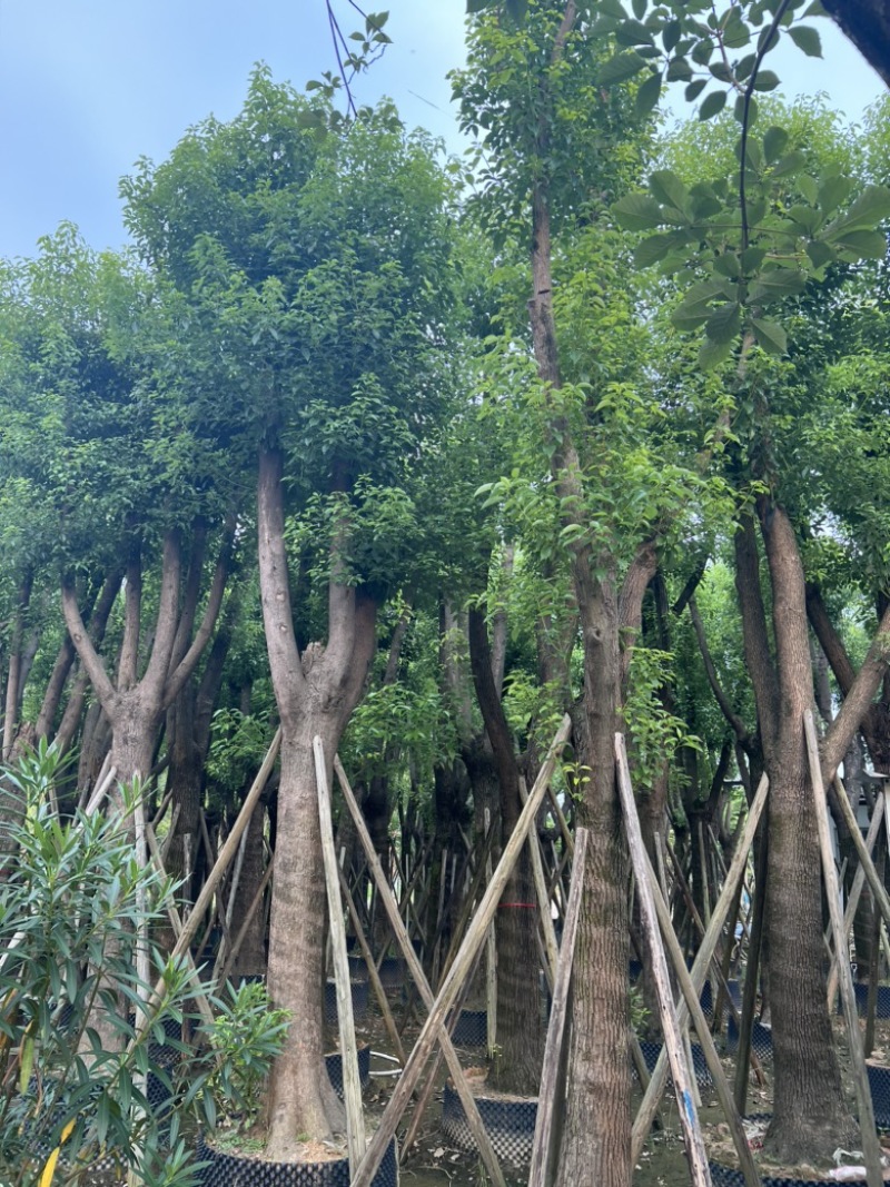 香樟树25-30分