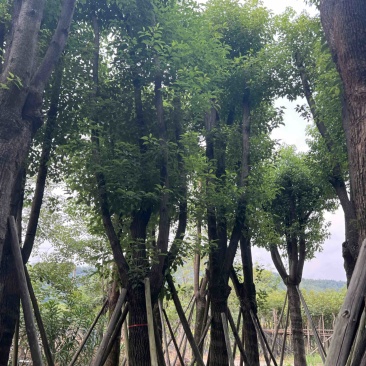 香樟树25-30分