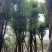 香樟树25-30分