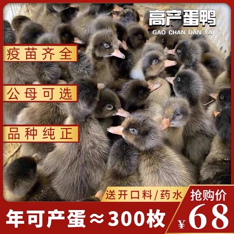 三明金锭鸭苗包防疫包运输包成活率货到满意付款诚信服务
