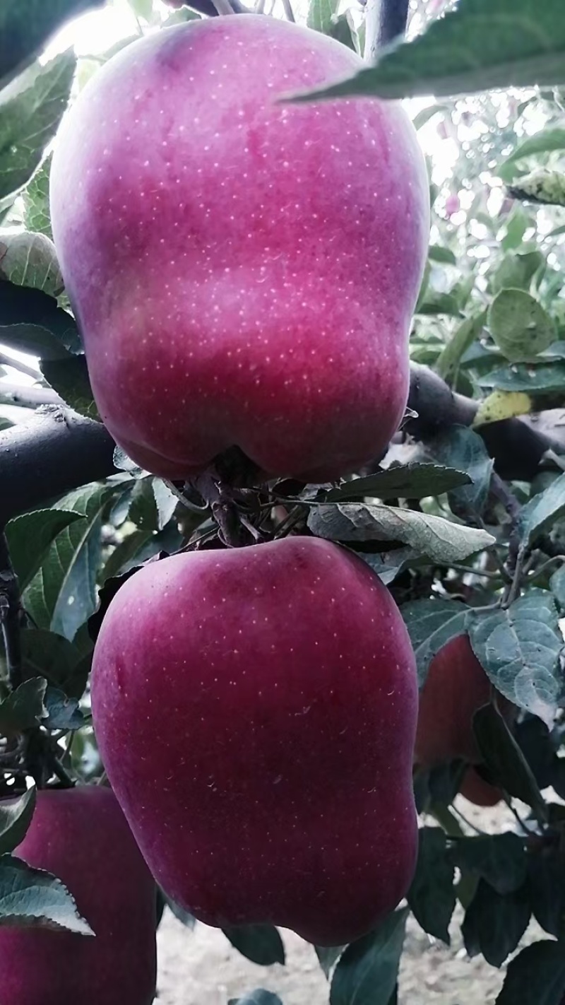 甘肃花牛苹果基地直发一手货源可视频看货