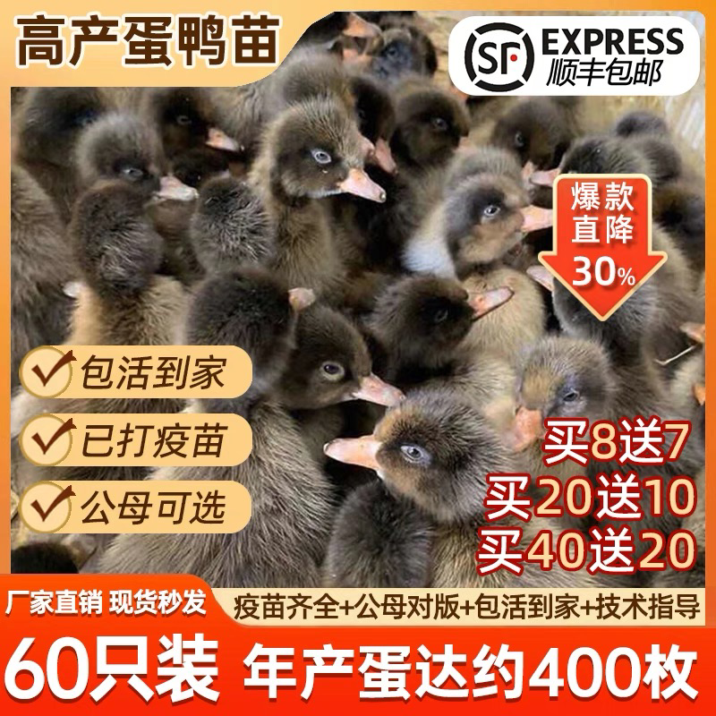 淮北金锭鸭苗包防疫包运输包成活率货到满意付款诚信服务