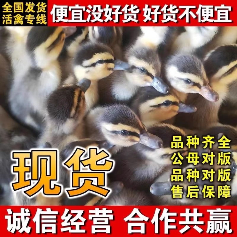 淮北麻鸭苗包防疫包运输包成活率货到满意付款诚信服务
