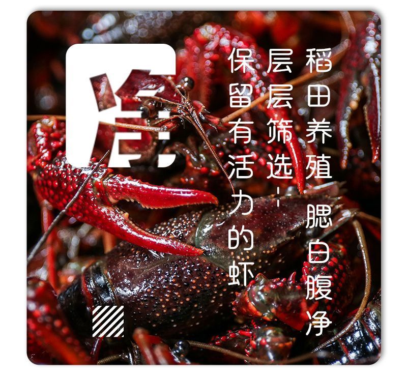 液氮小龙虾厂家直发