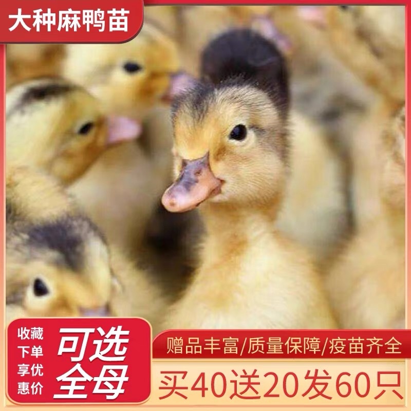 四川巴中麻鸭苗包防疫包运输包成活率货到满意付款诚信服务