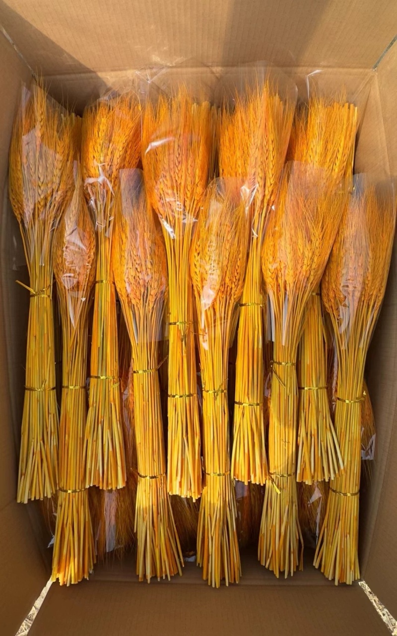 临沂莱彩大麦干花，开业大麦，麦穗干花，黄金大麦生产厂家