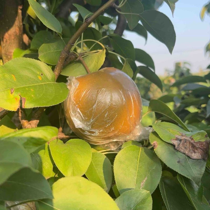 晚秋黄梨，秋月梨，黄花梨，江苏梨