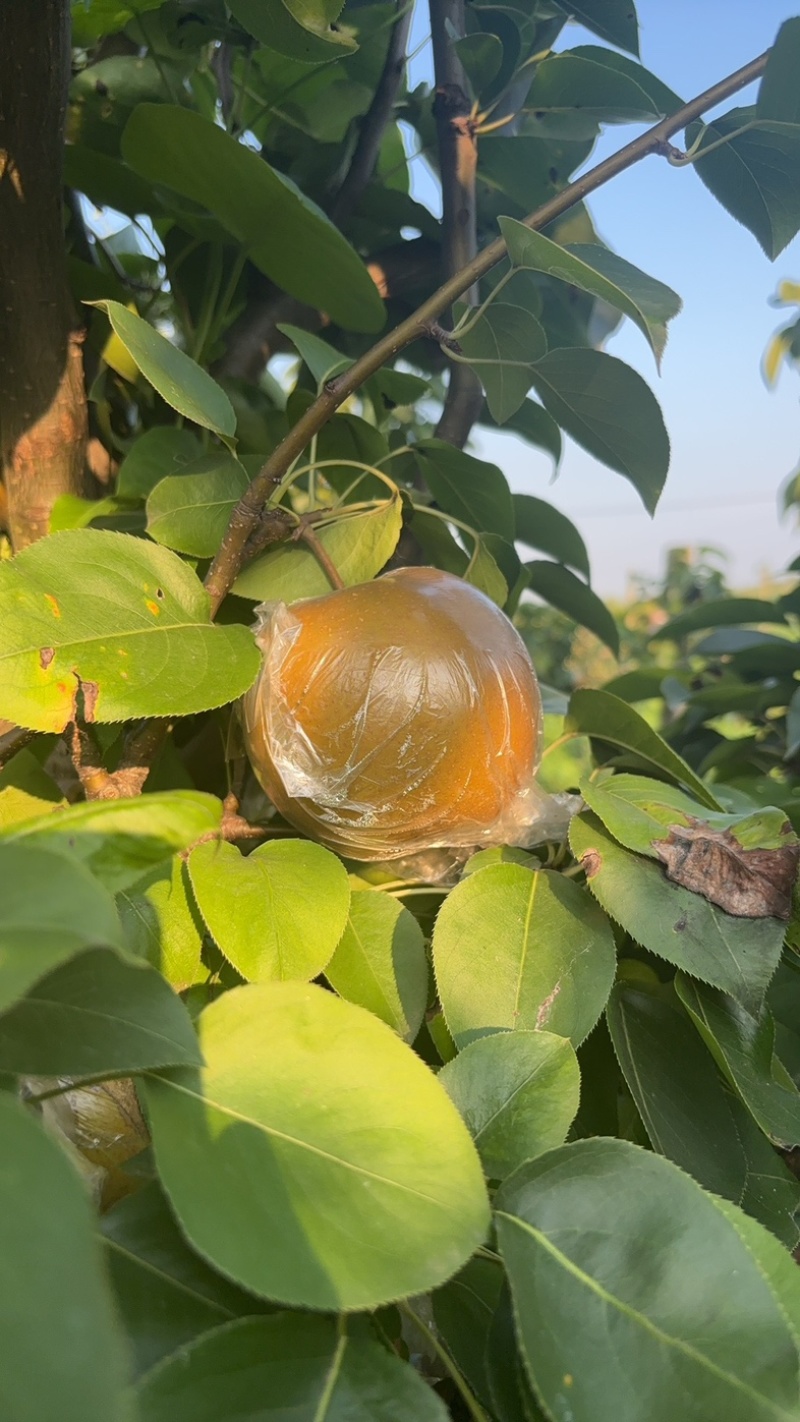晚秋黄梨，秋月梨，黄花梨，江苏梨