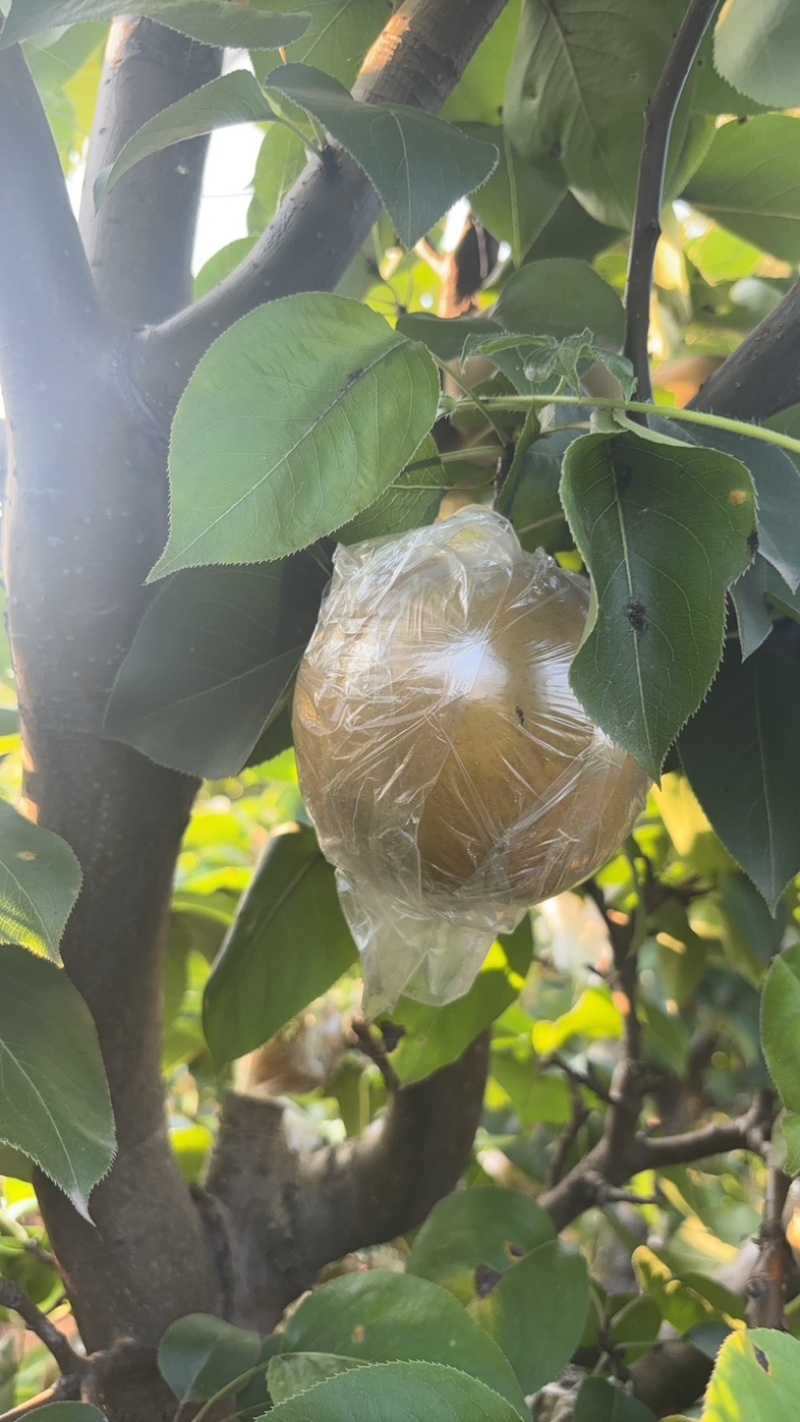 晚秋黄梨，秋月梨，黄花梨，江苏梨