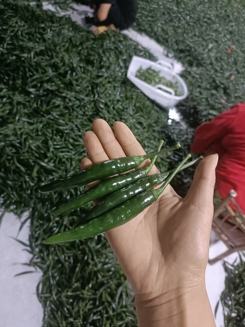 新苗（黑娃）青小米辣大量上市！欢迎来单，基地货一手货源