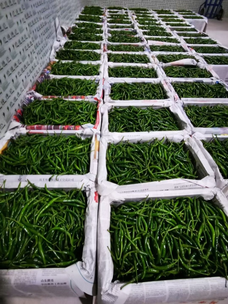 新苗（黑娃）青小米辣大量上市！欢迎来单，基地货一手货源