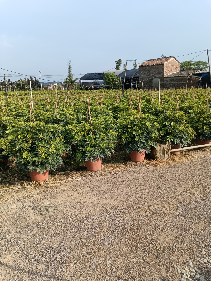鸭脚木绿化苗木乔灌木绿化优选基地直供量大优惠