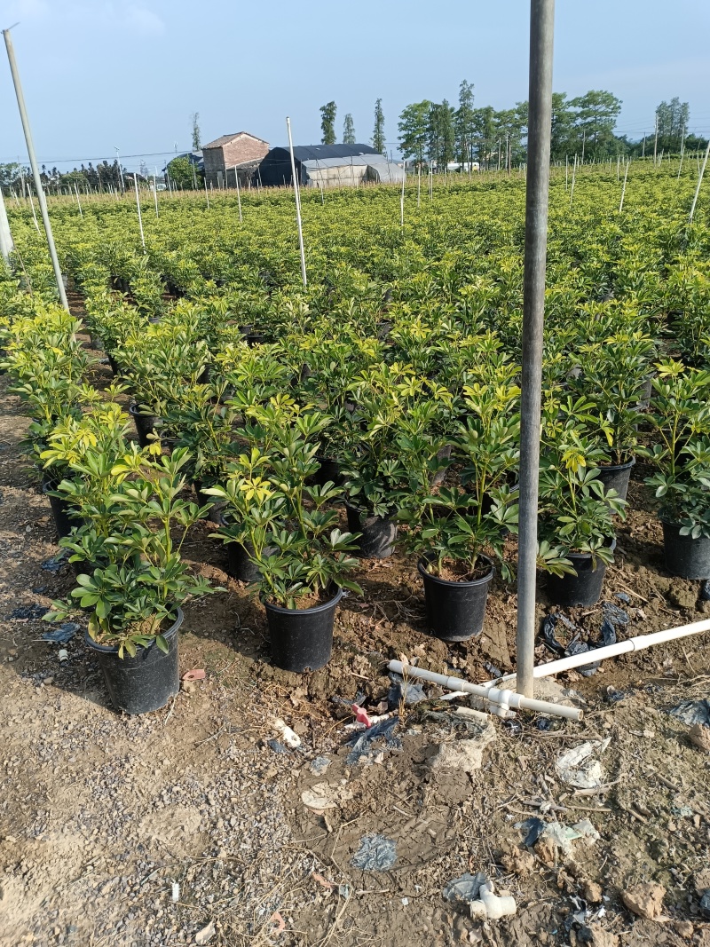 鸭脚木绿化苗木乔灌木绿化优选基地直供量大优惠