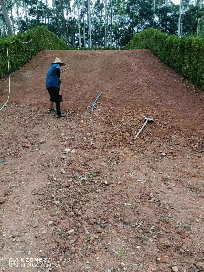 景观榕树火山榕道路小区庭院绿墙优选基地直供量大优惠