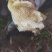 海南热带雨林纯野生土蜂蜜，波美度40以上