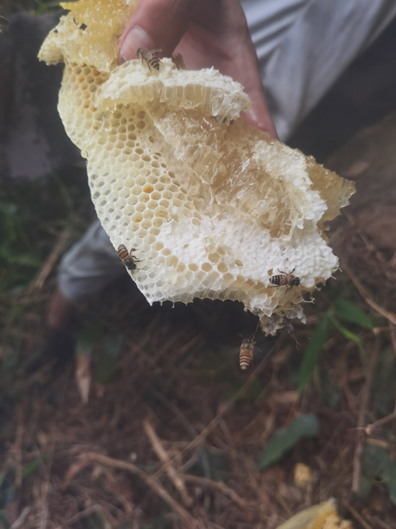 海南热带雨林纯野生土蜂蜜，波美度40以上