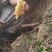 海南热带雨林纯野生土蜂蜜，波美度40以上