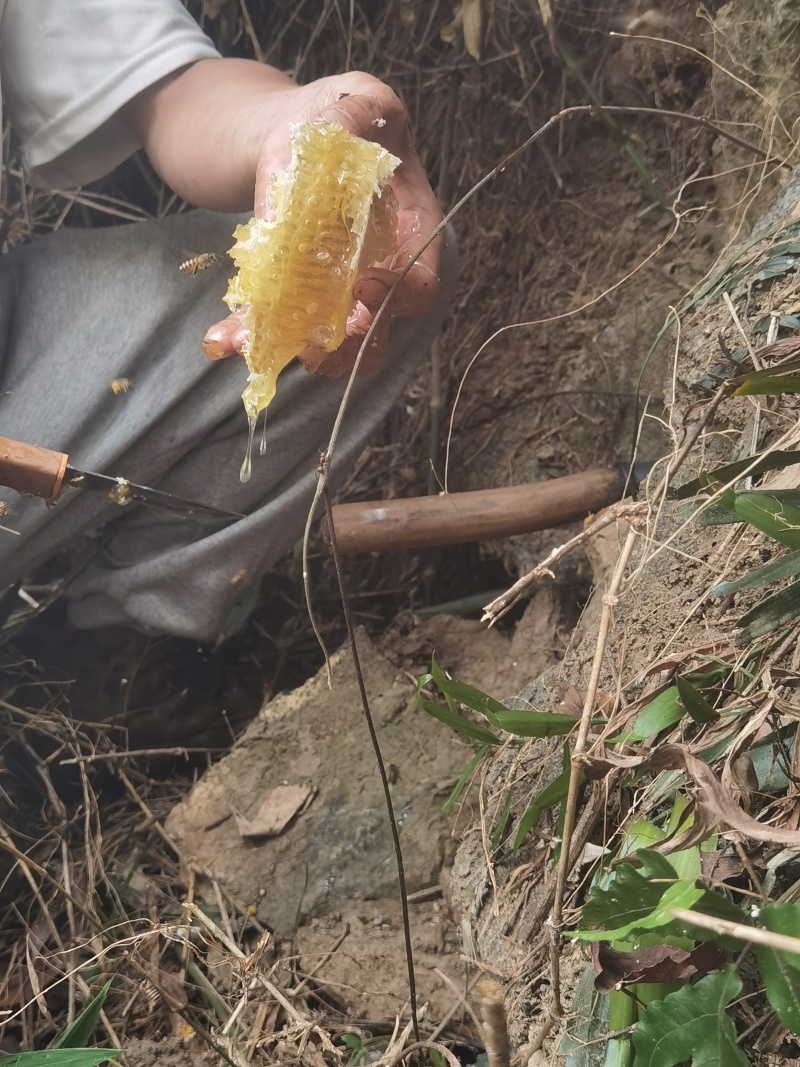 海南热带雨林纯野生土蜂蜜，波美度40以上