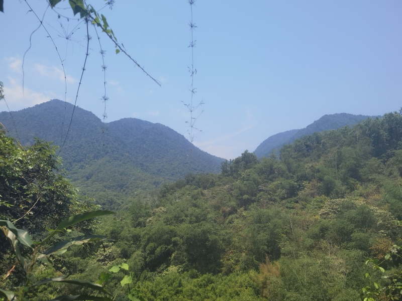 海南热带雨林纯野生土蜂蜜，波美度40以上