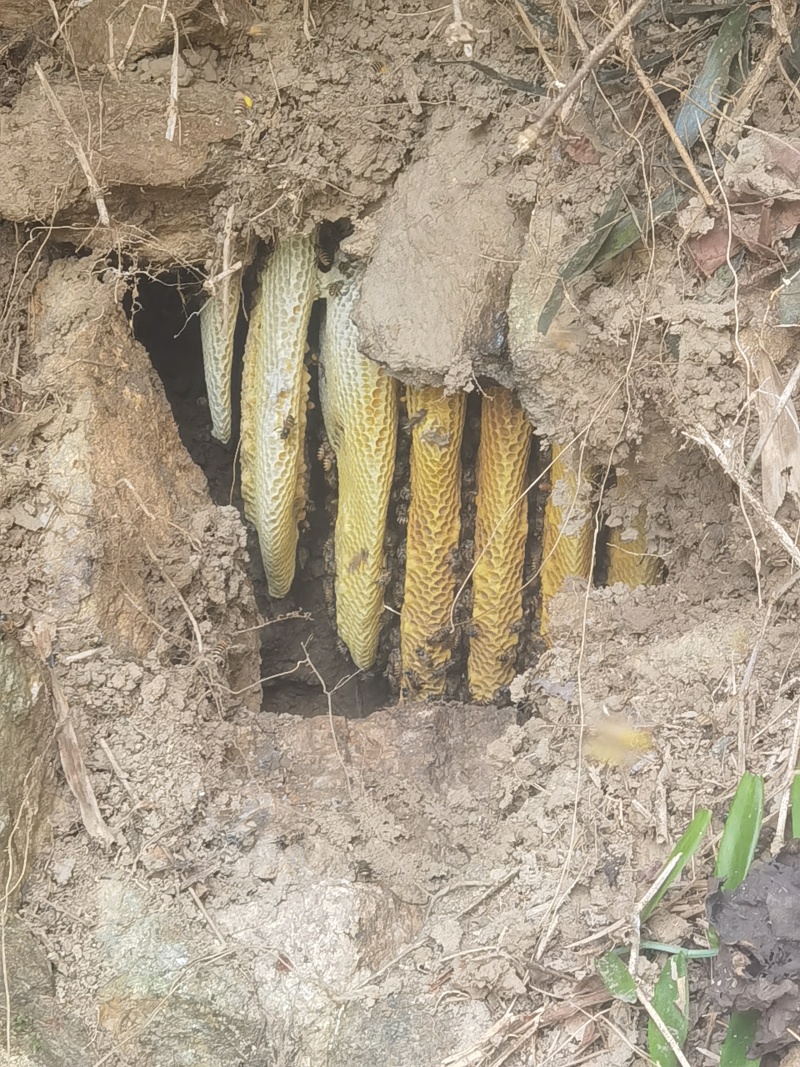 海南热带雨林纯野生土蜂蜜，波美度40以上