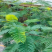 苗圃基地凤凰木红花楹凤凰树苗粗度1到几十公分都有原土发货