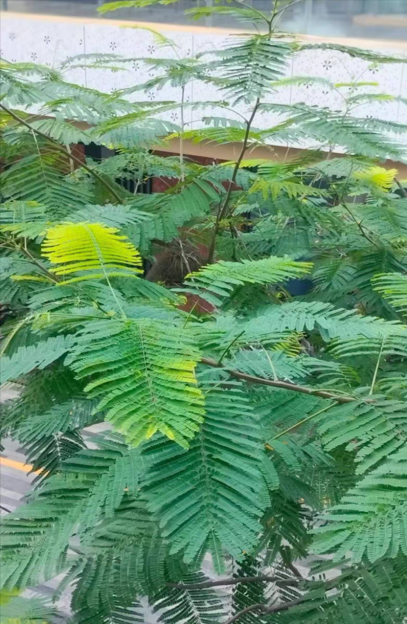 苗圃基地凤凰木红花楹凤凰树苗粗度1到几十公分都有原土发货