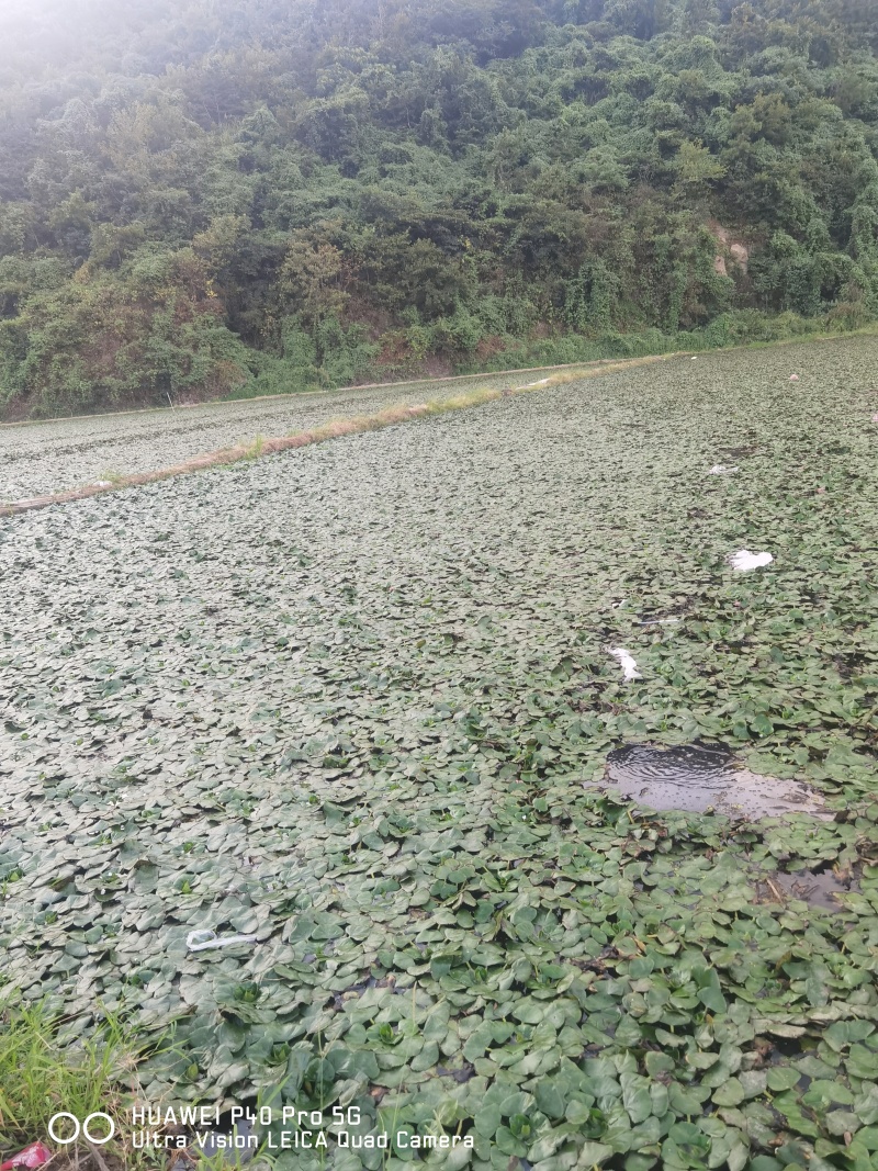 浙江台州山水老菱角粉糯香甜现摘现发商超批市货源