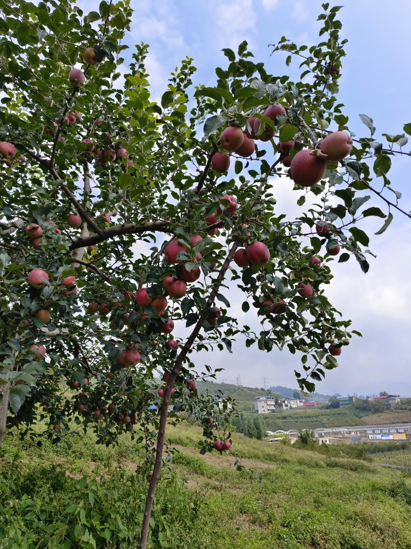 汉源高山，野生冰糖心苹果，自然成熟，足季采摘