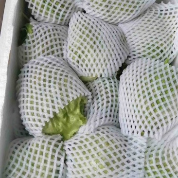 圆生菜