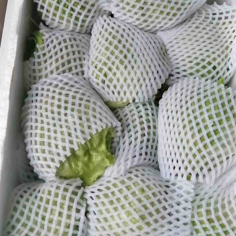 圆生菜