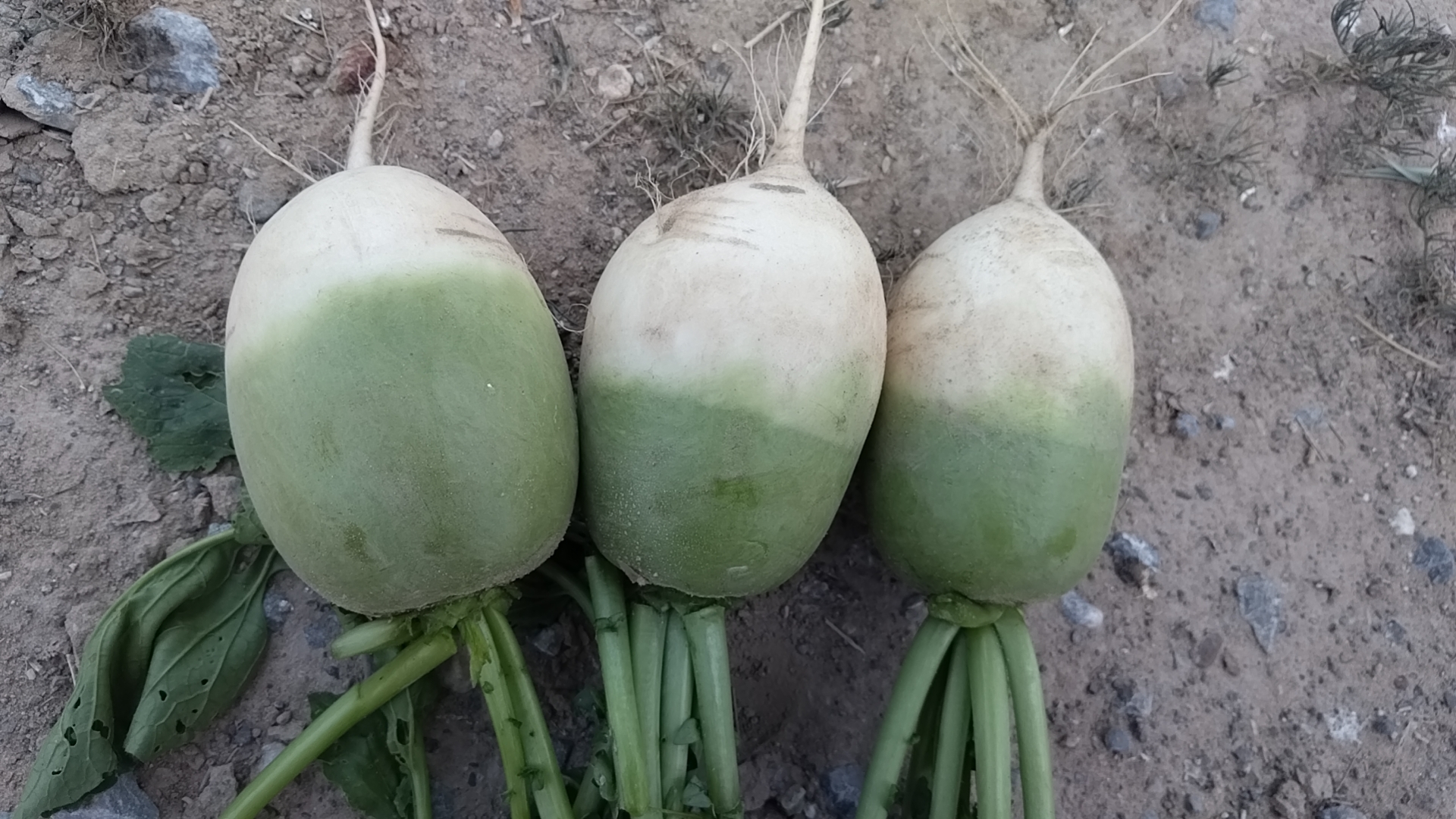 展示发芽青萝卜的三种处理方式:切除芽眼、炖汤使用、种植芽苗 发芽青萝卜的处理方法示意图