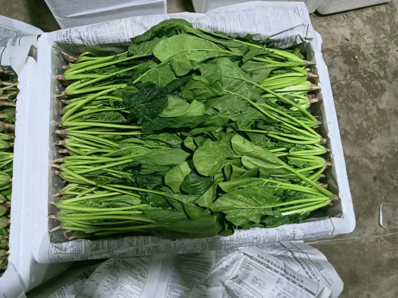 『精品菠菜』潍坊大叶菠菜规格齐全实图实价质量保障视频看货