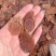 2.2到2.6无糖红参加大片统货足干