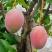 凯特芒四川攀枝花大脸芒**海拔最晚熟8两以上